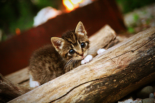男泳队后备力量崛起，男泳队后备力量崛起了吗