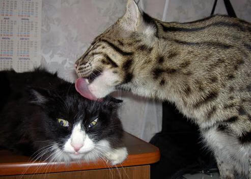 中国篮协加强与高校合作共建篮球人才培养联合实验室，中国篮球协会学校