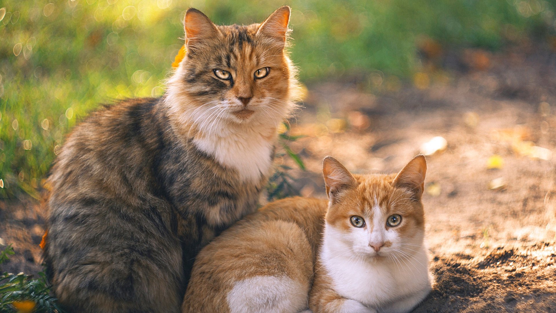 体育新闻中心承办体育新闻人才培养交流大会,全国体育新闻传播学术研讨会